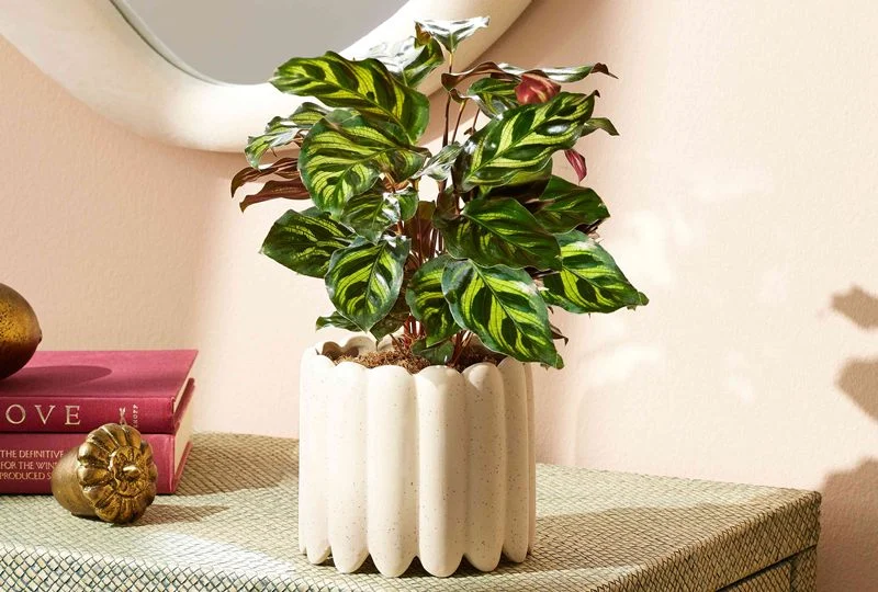Calathea