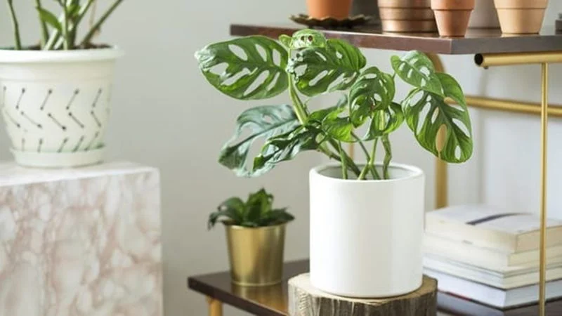 Monstera Adansonii
