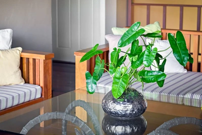 Philodendron