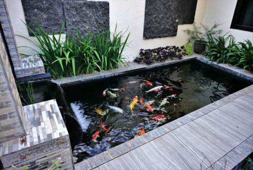 Kolam Ikan Minimalis Outdoor Bergaya Akuarium Rendah