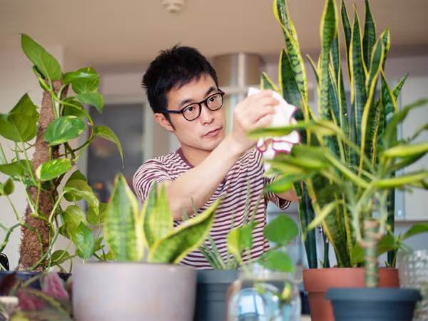 Tanam Tanaman Indoor yang Bantu Bersihin Udara